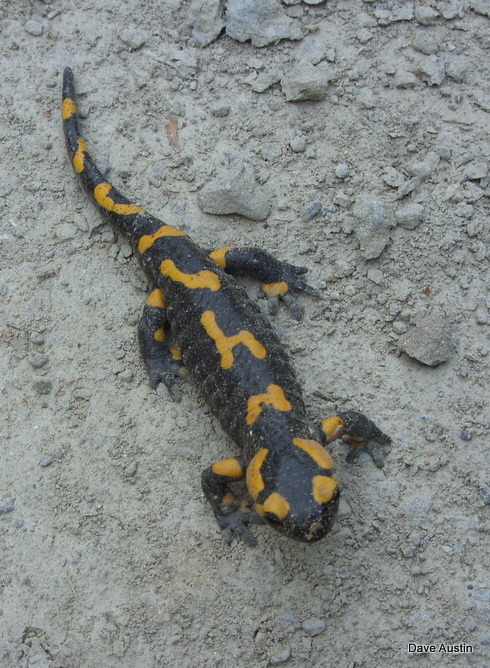 Local salamander